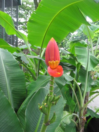 bananier en fleur