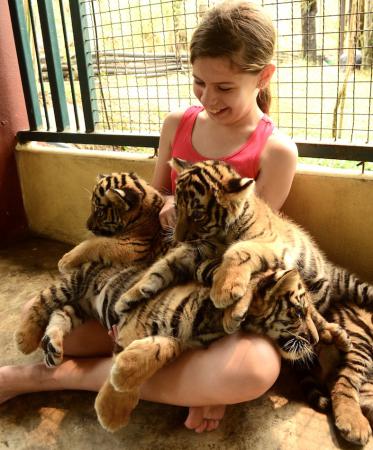 oona et les bebes tigres