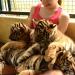 oona et les bebes tigres