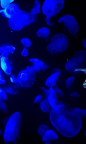 aquarium,noel,meduse
