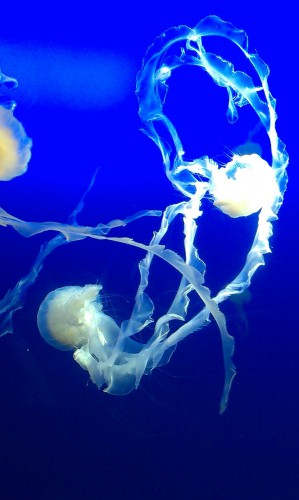 aquarium,noel,meduse